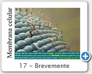 17 - Brevemente