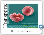 18 - Brevemente