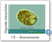 19 - Brevemente