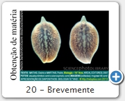 20 - Brevemente