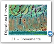 21 - Brevemente