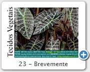 23 - Brevemente