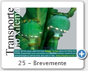 25 - Brevemente