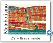 29 - Brevemente