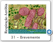 31 - Brevemente