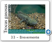 33 - Brevemente