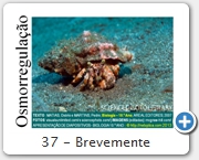 37 - Brevemente