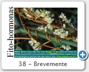 38 - Brevemente