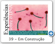 39 - Em Construção