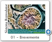 01 - Brevemente