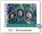 02 - Brevemente