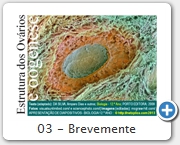 03 - Brevemente