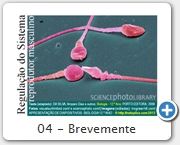 04 - Brevemente