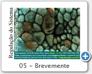 05 - Brevemente