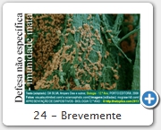 24 - Brevemente