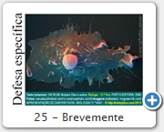 25 - Brevemente