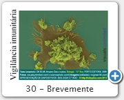 30 - Brevemente