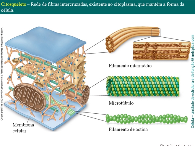 Diapositivo117