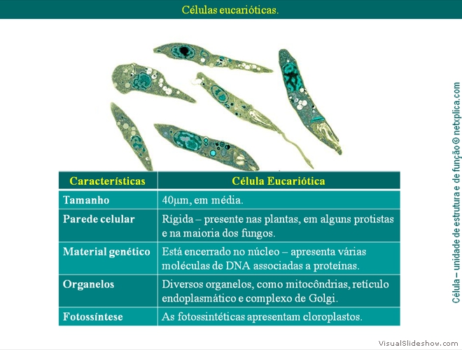 Diapositivo123