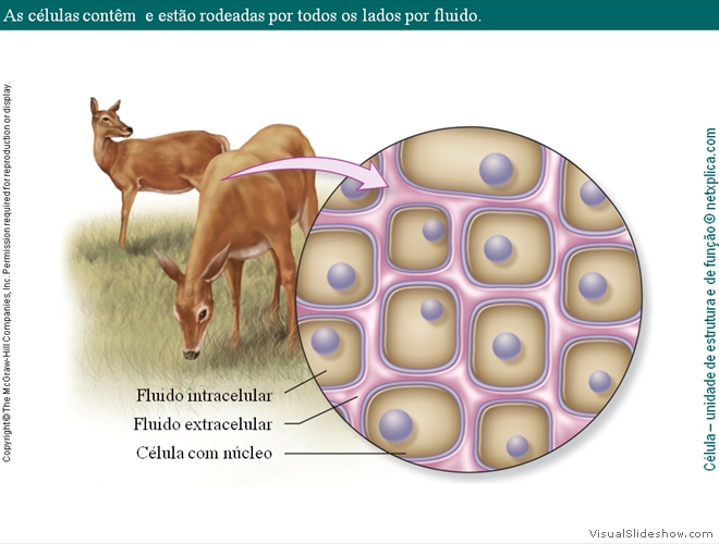 Diapositivo25