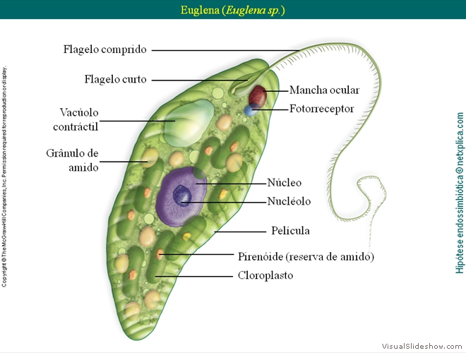 Diapositivo28