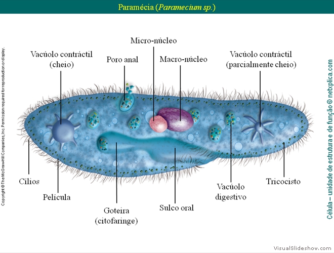 Diapositivo29