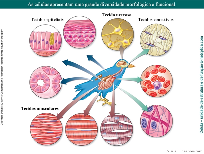 Diapositivo32