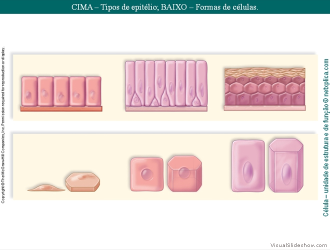 Diapositivo33