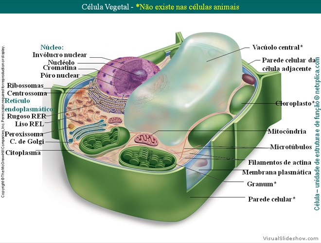 Diapositivo53