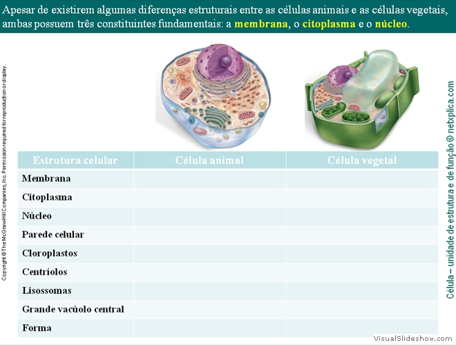 Diapositivo54