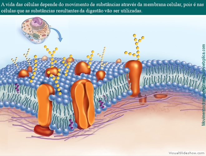 Diapositivo58