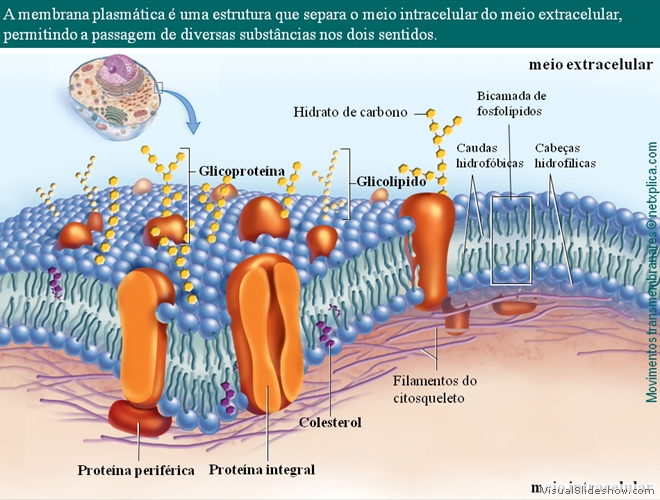 Diapositivo59