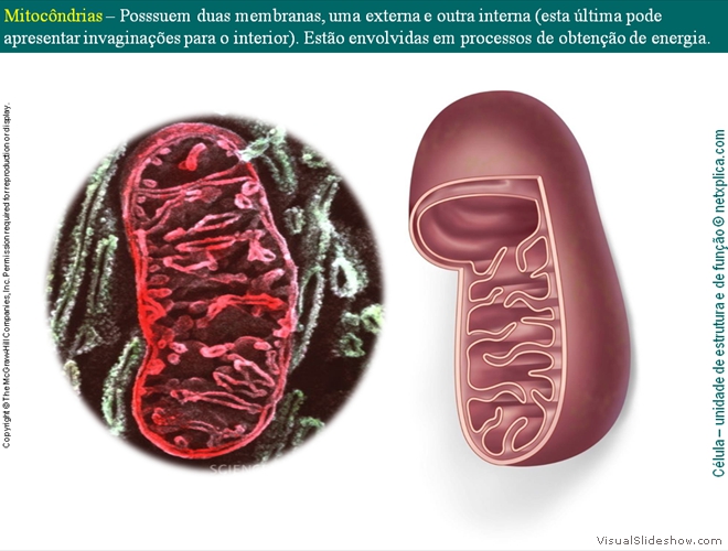 Diapositivo81