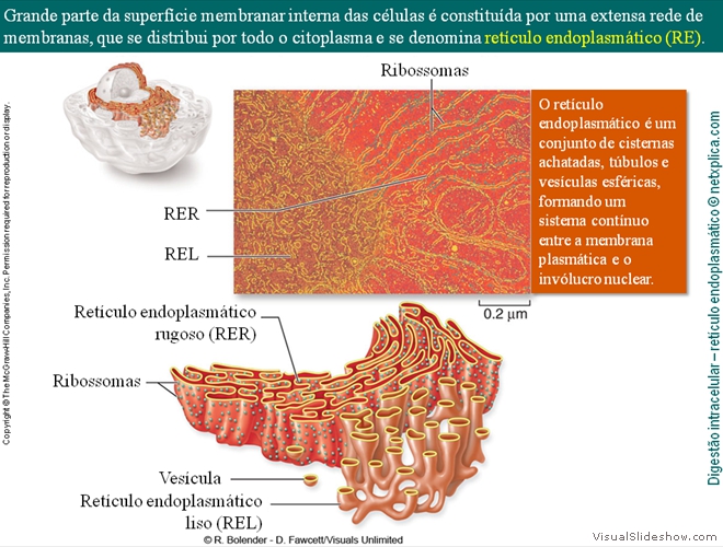 Diapositivo18