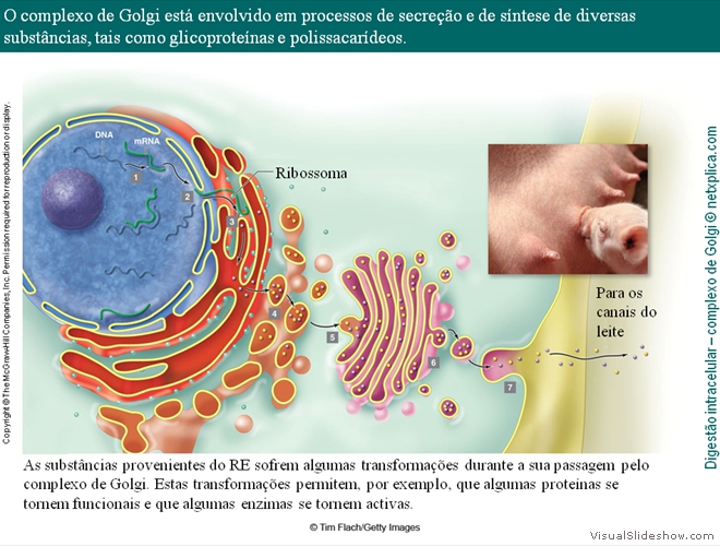 Diapositivo26