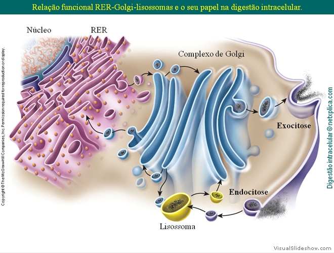 Diapositivo55