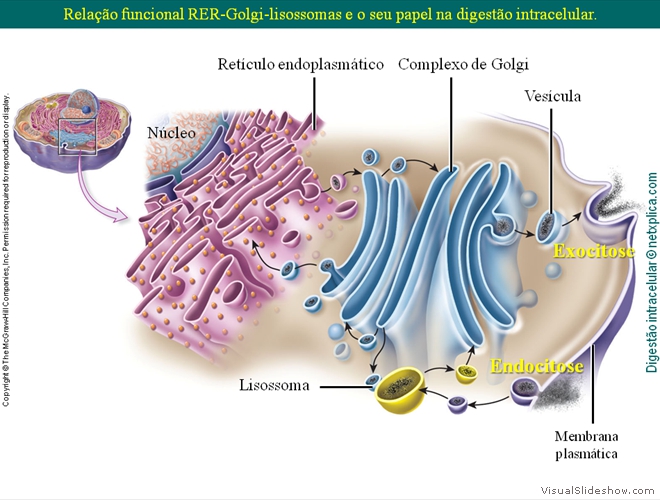 Diapositivo57