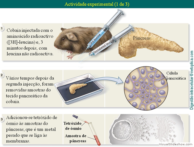 Diapositivo61