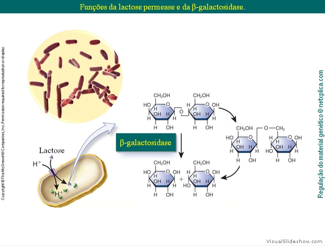 Diapositivo109