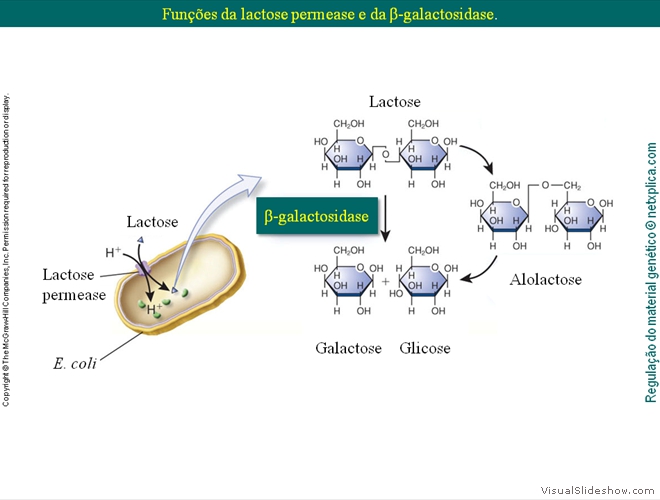 Diapositivo110