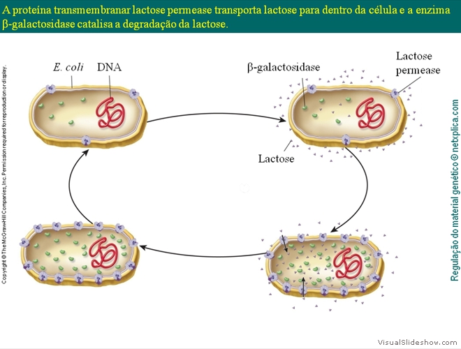 Diapositivo112