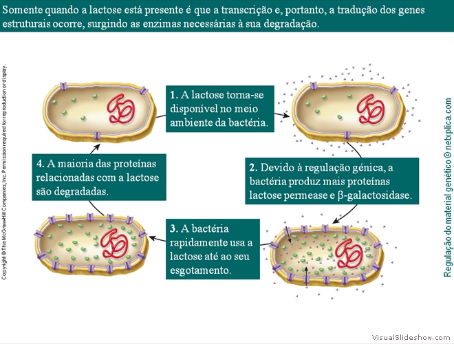 Diapositivo113