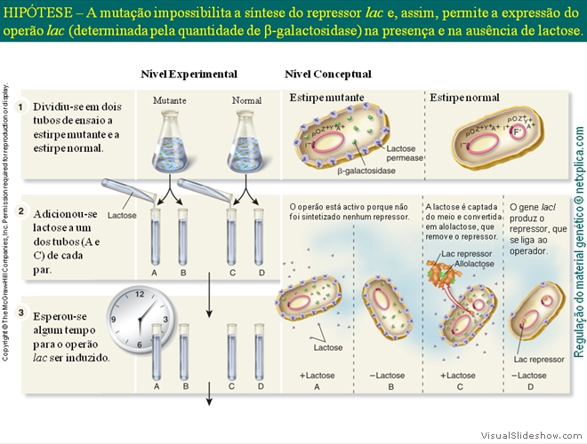 Diapositivo117