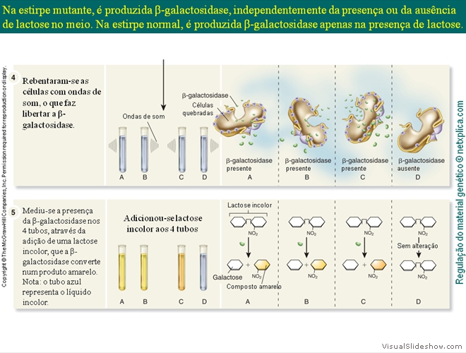 Diapositivo118