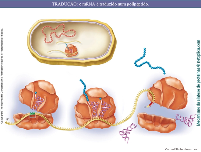 Diapositivo126