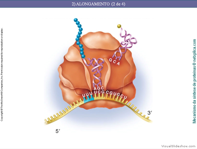 Diapositivo132