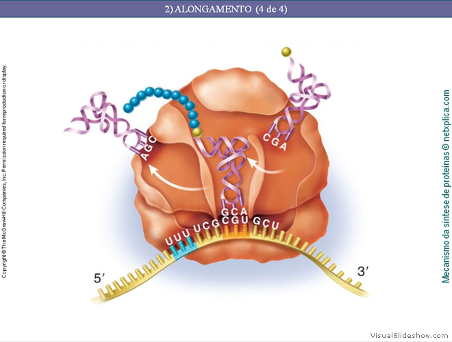 Diapositivo134