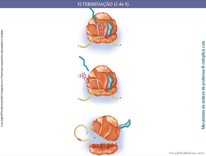 Diapositivo135