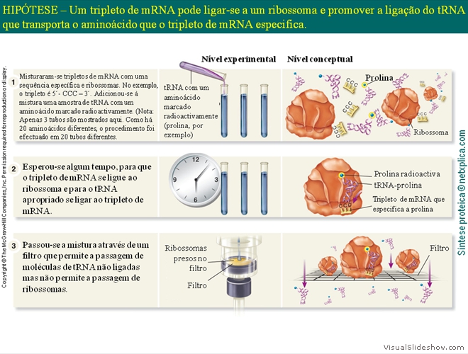 Diapositivo29