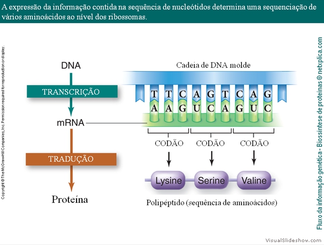 Diapositivo33